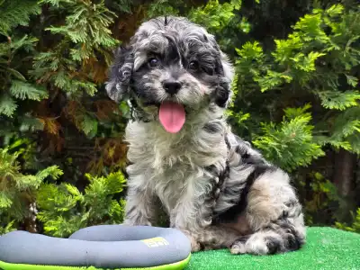 Cavapoo - Merida