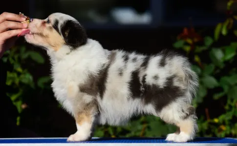 Ausztrál juhászkutya - Winstead Not Broken Love