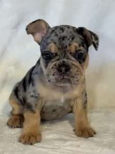 French Bulldog - Candy