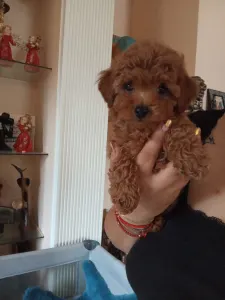 Toy uszkár - Poodle Toy F