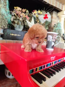 Maltipoo - Maltipoo Toy F