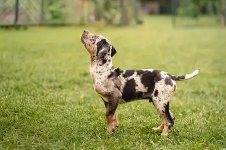 Catahoula Leopard Dog - Core