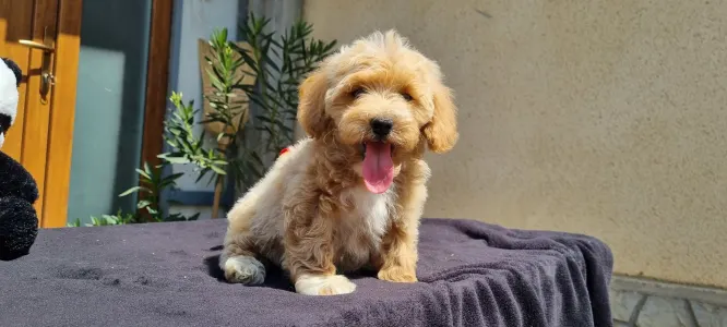 Cavapoo - Enzó