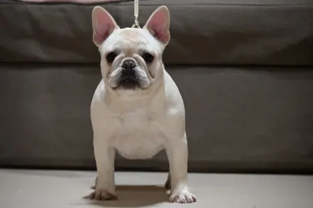 French Bulldog - Asia