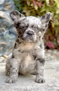 Bouledogue français - Steel Wing Bullz Ghost