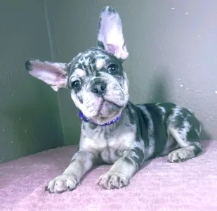 French Bulldog - Greg