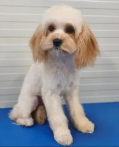 Cavapoo - Ecco ( Toy Size )