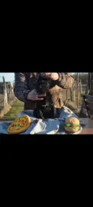 Cane corso - Dolce Assassino Polina