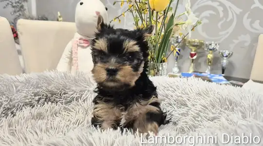 Yorkshire Terrier - Lamborghini Diablo