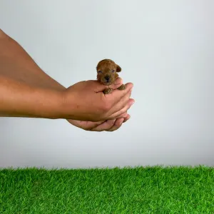 Poodle Toy - Winty