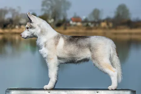 Siberian Husky - Saint Michael Island Winter Rose 