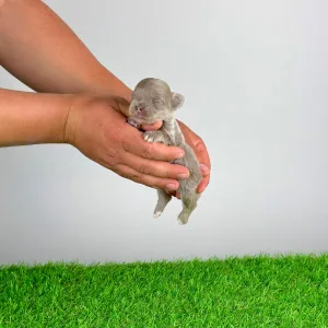 Чихуахуа - Elton