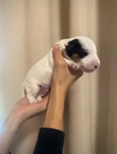 Drótszőrű foxterrier - Diablo Born Of Eastern Curse