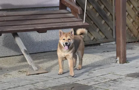 Shiba - Bravados Benika
