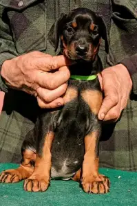 Доберман - Irina