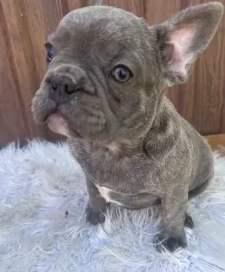 Französische Bulldogge - Carter