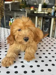 Maltipoo - Barack