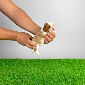 Cavalier King Charles Spaniel - Frida