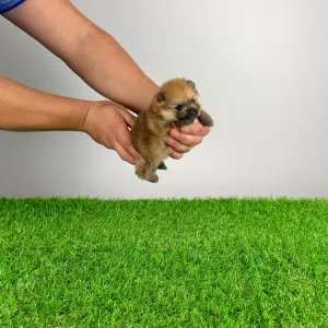 German Pomeranian Spitz - Qually