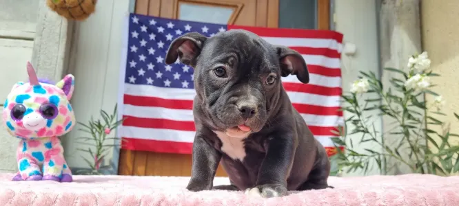 American Bully - Pocket - Oreo