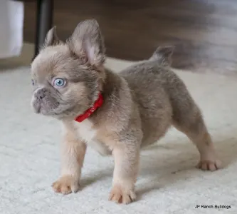 French Bulldog - Kirby Fluffy