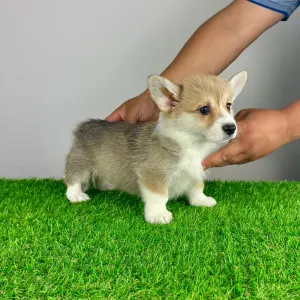 Welsh Corgi Pembroke - Robelly 
