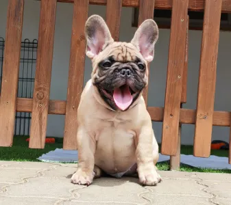 Bouledogue français - Elmo