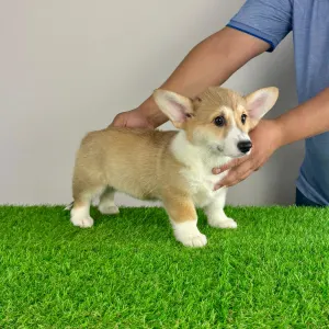 Welsh Corgi Pembroke - Rydia