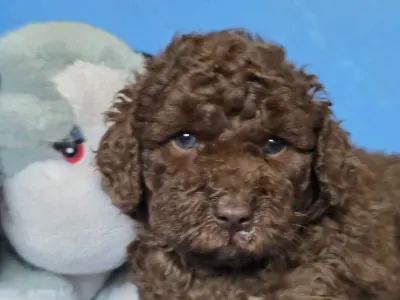 Cavapoo - Truffle