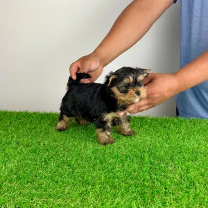 Yorkshire Terrier - Alpur