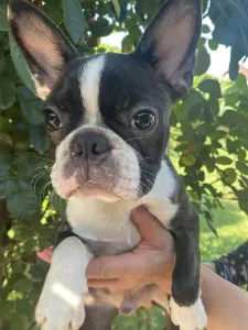 Boston Terrier - Carlos