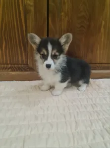 Welsh Corgi Pembroke - Dexter