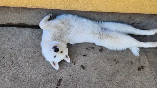 Siberian Husky - Ametiszt Of Polar Moonlights