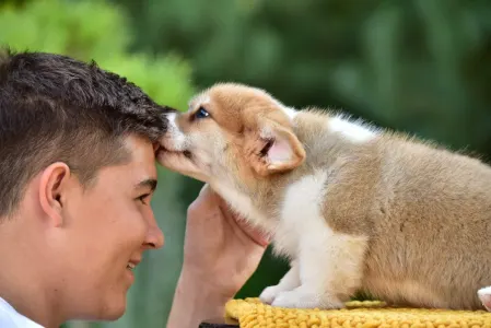 Corgi galez Pembroke - Gingers Heritage Prince Of Skiathos