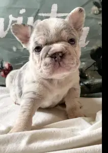 Bulldog francese - Steel Wing Bullz Hella