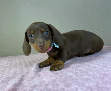 Dachshund - Carlos