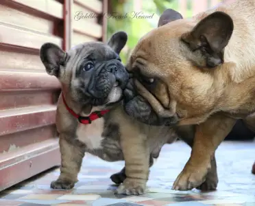 Bouledogue français - Aslan