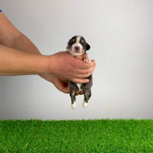 Australian Shepherd - Bigolo