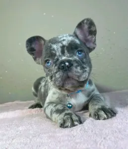 Buldog francuski - Arnold