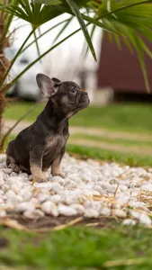 Französische Bulldogge - Luna