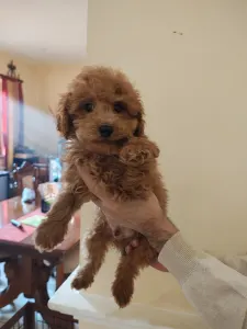 Törpe uszkár - Taz