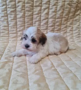 Havanese - Spike