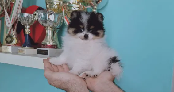 Pomeranian - Maddie