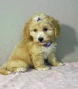 Maltipoo - Gabor