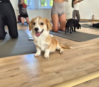 Welsh corgi pembroke - Füles