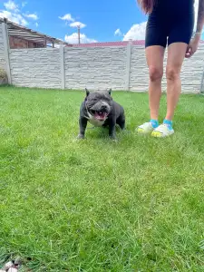 American Bully - Pocket - Tiki