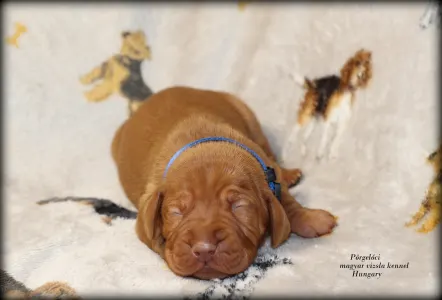 Rövidszőrű magyar vizsla - Alfa Romeo