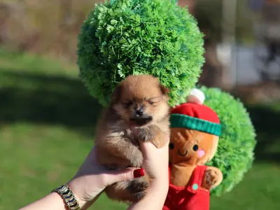 Pomeranian - Dominic💜