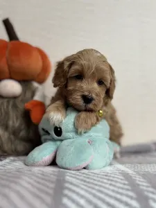 Maltipoo - Bruce