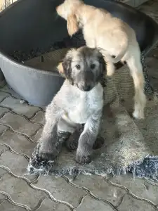 Afgánský chrt - Xanum